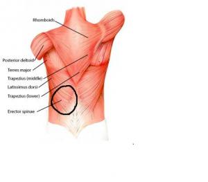 erector spinae